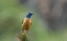 Bulgarie - (Canon R6 Mark III - RF 100-500 mm + 1.4x II)