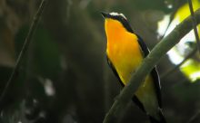 Vietnam (DSC-W7 - Digiscopie ATS 80 HD 22x Swarovski)
