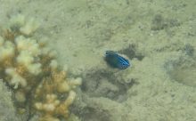 Vietnam (DSC-W7 - Boitier étanche)